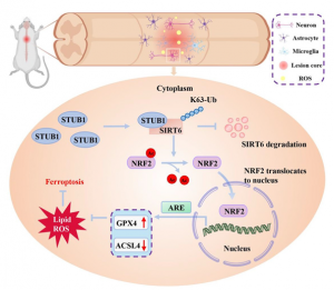 STUB1 pathway shields neurons after spinal cord injury
